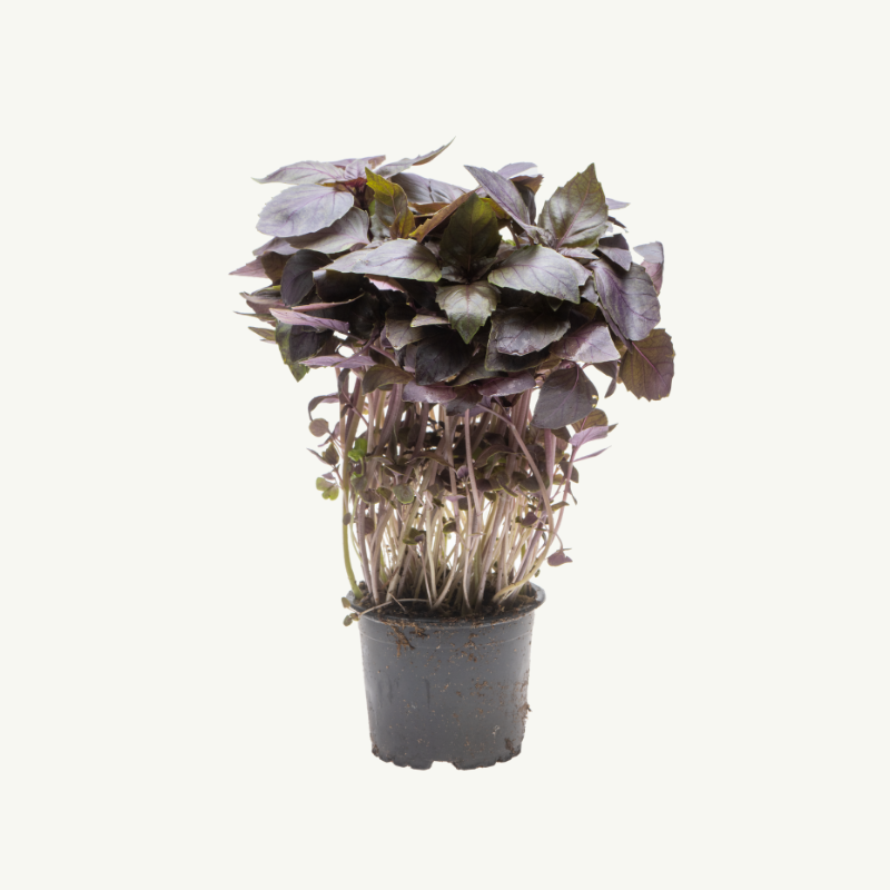 Punainen basilika hover