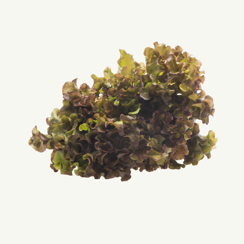 Punainen mehevä lehtisalaatti hover