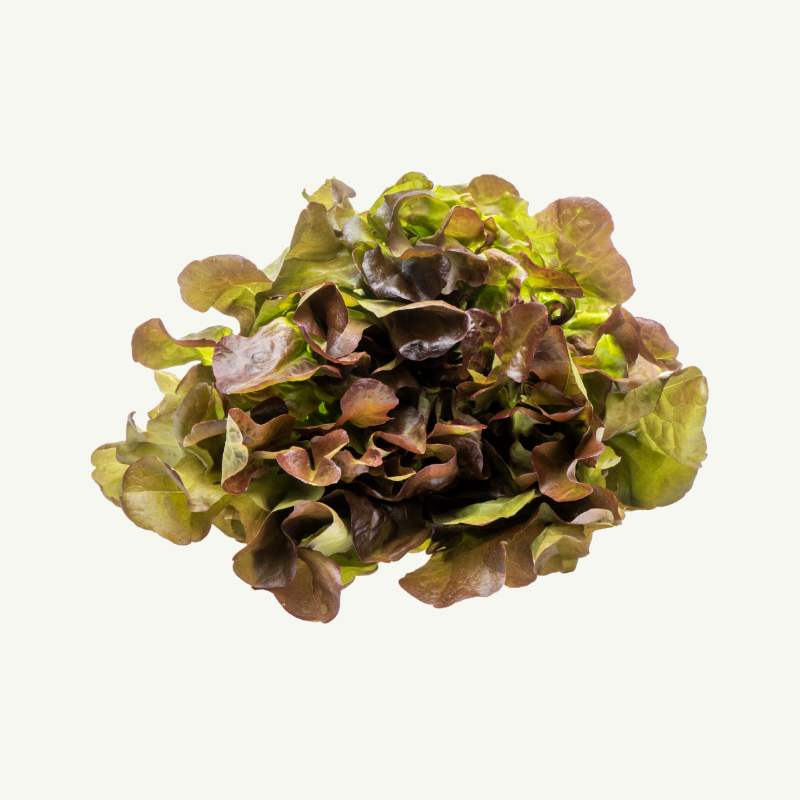 Ravakka tammenlehti hover