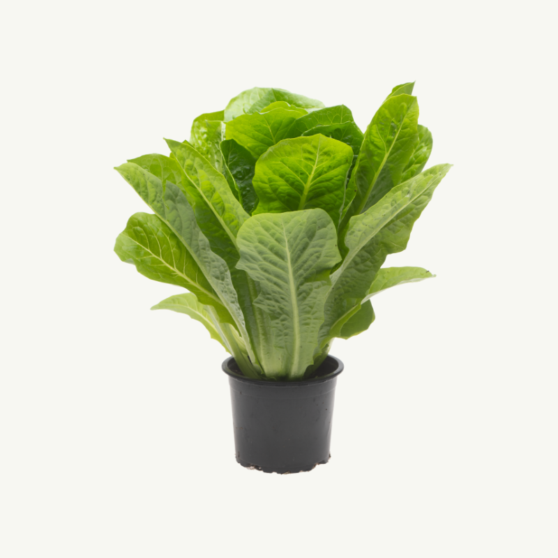 Romaine ruukussa hover